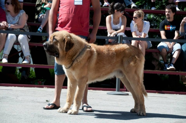 Zeus de Salgueiron - Villablino, León, Spain, 03.07.2013
Trefwoorden: 2013