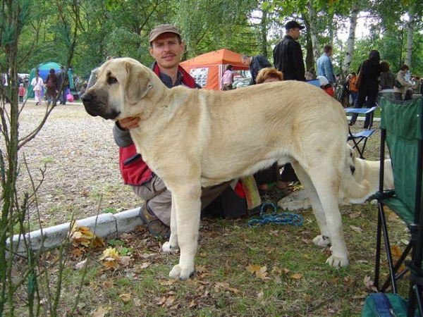 Elmo Lu Dareva: Young Winner - National show in Zielona Gora 16.09.2007
(Druso de la Aljabara x Franchesca Mastibe)
Keywords: 2007