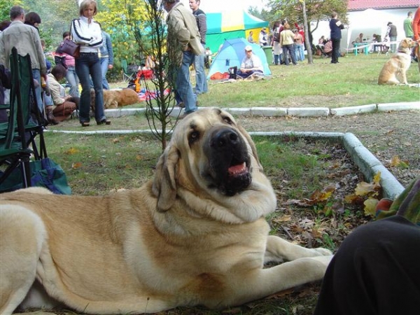 Elmo Lu Dareva, Young Winner - National show in Zielona Gora 16.09.2007
(Druso de la Aljabara x Franchesca Mastibe) 
Born: 05.10.2006 
Keywords: 2007