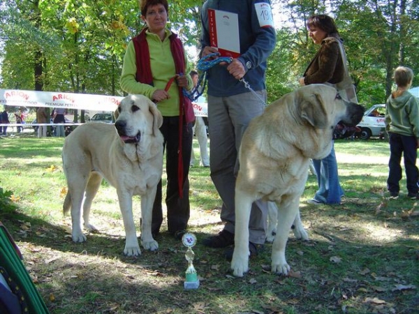 Evita Lu Dareva, Best Young, BOB & Elmo Lu Dareva, Young Winner - National show in Zielona Gora 16.09.2007
(Druso de la Aljabara x Ch. Franchesca Mastibe) 
Born: 05.10.2006 
Keywords: 2007 ludareva