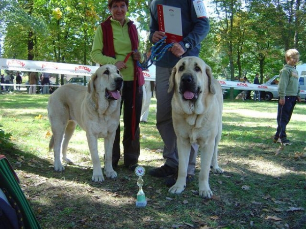 Evita Lu Dareva, Best Young, BOB & Elmo Lu Dareva, Young Winner - National Dogshow in Zielona Gora 16.09.2007
(Druso de la Aljabara x Ch. Franchesca Mastibe) 
Born: 05.10.2006  

Keywords: 2007 ludareva