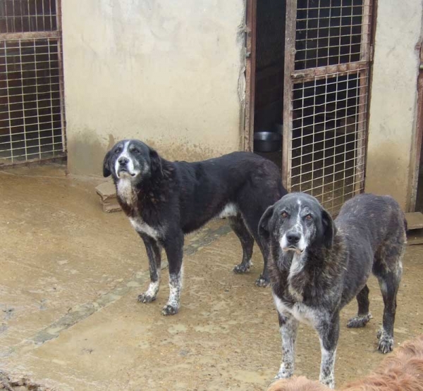 Adoption - ZIPI & ZAPE 
[url=http://alberguesahagun.blogspot.com/2008/09/zipi-y-zape.html] Web Amigos de los Animales de Tierra de Campos - Albergue Sahagun [/url]
Estos dos mastines son hermanos. Son muy parecidos pero se les diferencia bien.
A pesar de su tamaño, tienen muchísimo miedo de todo, tanto de la gente como de otros perros. Aunque con nosotros ya están cogiendo confianza, es difícil tocarles sin que reculen un poco. Son dos buenazos.
Viven juntos en la misma caseta, Zipi es el apoyo de Zape, y Zape es el apoyo de Zipi. 
Se entregan juntos en adopción
aatcsahagun@gmail.com
Para adoptarlos llamar al 677 687 772 ó 661 048 513
