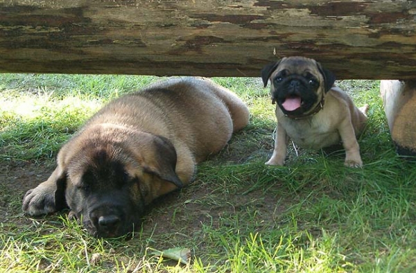 Zorro and Pegy
Mastin Espanol - 6 weeks old, Pug - 10 weeks old  

Keywords: mastibe puppy cachorro