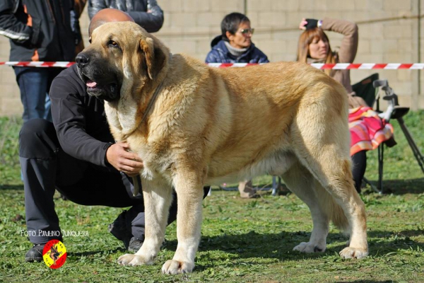 Zumbo de La Filtrosa: 3º Open Class Males - Mansilla de la Mulas, Spain 09.11.2014
Keywords: 2014 filtrosa