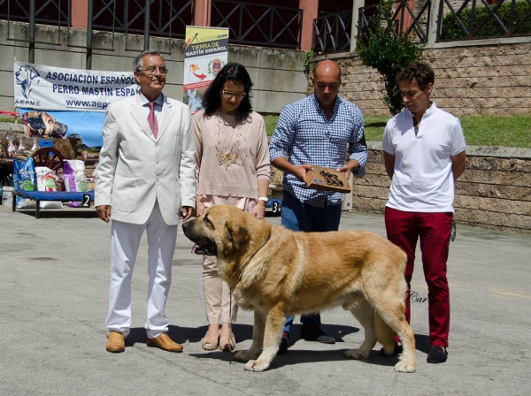 Zumbo de la Filtrosa - Best Champion, Best Male, Reserve BIS - Villablino 2015
Keywords: 2015 filtrosa