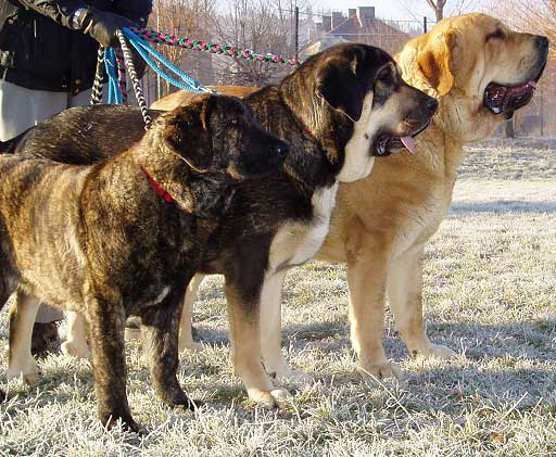 From left: Elsa Tornado Erben 6 mo. old, Cassandra Tornado Erben & Druso de la Aljabara - National Dog Show in Nowa Ruda - Poland (05.12.2004)
Elsa Tornado Erben, 6 mo. old was at the show to get used to such events :)
Cassandra Tornado Erben - Exc. 1, CWC, Best female of breed, BOB 
Druso de la Aljabara - Exc. 1 

 

Keywords: 2004