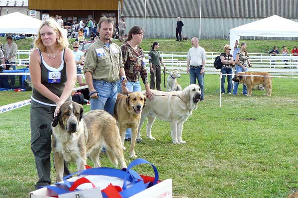 Abigail z Polabskych Blat: EXC 2, Allivia z Polabskych Blat: G & Lois Tornado Erben: EXC 1, CAC, National Winner, BOB - Intermediate Class Females, National Show Mlada Boleslav 20.07.2008
Lois: (Basil Mastifland x Florita Maja Tornado Erben)
Abigail: (Sultan x Daren z Kraje Sokolu)
Allivia: (Sultan x Daren z Kraje Sokolu)

Photo sent by Lenka Erbenova - © Copyright  

Keywords: 2008