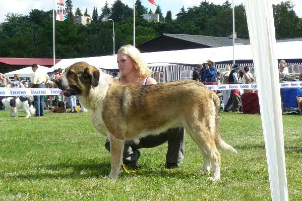 Abigail z Polabskych Blat: EXC 2 - Intermediate Class Females, National Show Mlada Boleslav 20.07.2008
(Sultan x Daren z Kraje Sokolu)

Photo sent by Lenka Erbenova - © Copyright  
Keywords: 2008