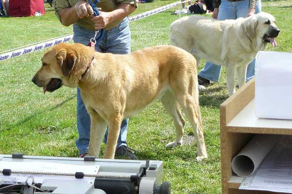 Allivia z Polabskych Blat: G & Lois Tornado Erben: EXC 1, CAC, National Winner, BOB - Intermediate Class Females, National Show Mlada Boleslav 20.07.2008
Allivia: (Sultan x Daren z Kraje Sokolu)
Lois: (Basil Mastifland x Florita Maja Tornado Erben)

Photo sent by Lenka Erbenova - © Copyright 

Keywords: 2008