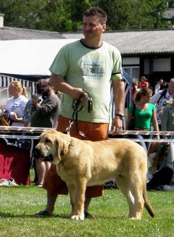 Angelote Con Fundo: Very Promising 2 - Baby Class Females, National Show Mlada Boleslav 20.07.2008
(Basil Mastifland x Historia Tornado Erben)

Photo sent by Lenka Erbenova - © Copyright 

Keywords: 2008 confundo