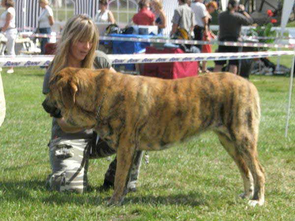 Chanel Zaark Mastibe: VG 2 - Young Class Females, National Show Mlada Boleslav 20.07.2008
(Arak z Kraje Sokolu x Amiga Zazi Bis Mastibe)

Photo sent by Lenka Erbenova - © Copyright 
Keywords: 2008 mastibe