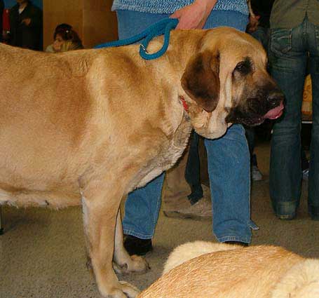 Deborah Tornado Erben Champion Class Females - Exc.1, CAC - National Show Ostrava - 09.04.2006
Trefwoorden: 2006 tornado