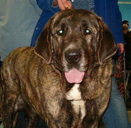 Graci Mastibe - Intermediate Class Females - Exc.1, CAC, National Winner - National Show Ostrava - 09.04.2006
Keywords: 2006 mastes head portrait cabeza