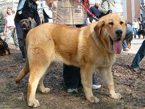 Heidy Tornado Erben Puppy Class Females - Very Promising 1 - National Show Ostrava - 09.04.2006
Keywords: 2006 tornado puppy cachorro