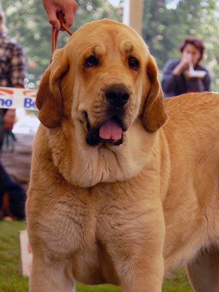 Amie Con Fundo: Exc.1, CAC, NATIONAL WINNER (Intermediate Class Females) -  National Show, Mlada Boleslav 19.07.2009
(Basil Mastifland x Historia Tornado Erben)
Keywords: 2009 confundo