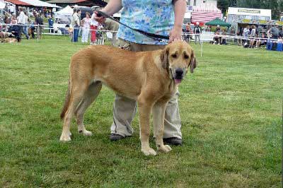 Allivia z Povltavskych Blat - Very Promising 3 - Puppy Class Females, National show Mlada Boleslav 22.07.2007
Keywords: 2007