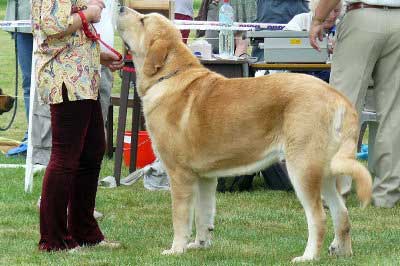 Jorgito Tornado Erben - Excellent 1, CAJC, BOB - Young Class Males, National show Mlada Boleslav 22.07.2007
(Druso de la Aljabara x Cassandra Tornado Erben)
Born: 26.06.2006  
Keywords: 2007 tornado