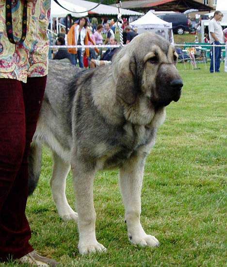 Linda Tornado Erben - Very Promising 2 - Puppy Class Females, National show Mlada Boleslav 22.07.2007
Keywords: 2007 tornado