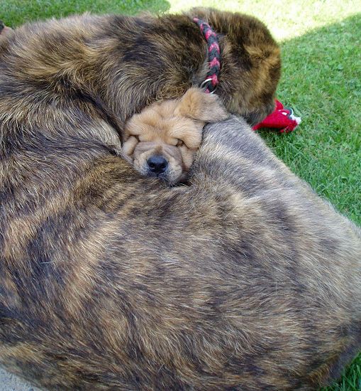 Elsa Tornado Erben with Osito Tornado Erben (4 weeks old) 
Keywords: tornado