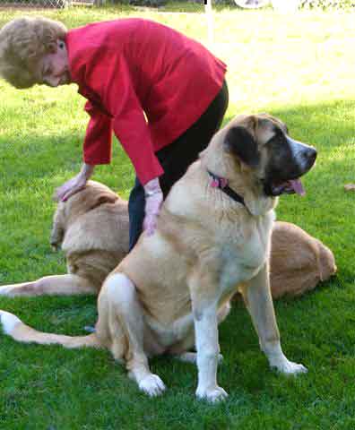 Lola de la Ribera del Pas - 9 months old
Daughter of Raphael 
 

