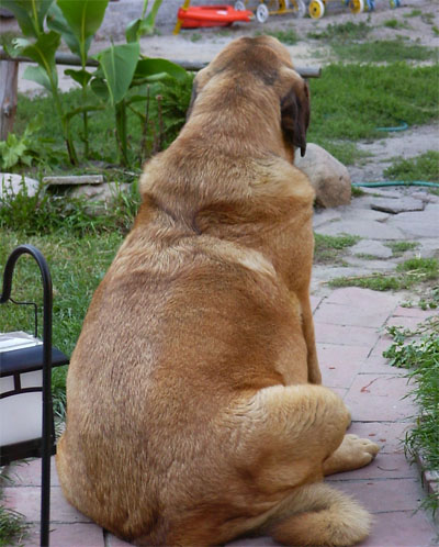 Mastín Español Photo of October 2005
Pregnant Ch. Deissy Mastibe
Keywords: mastibe