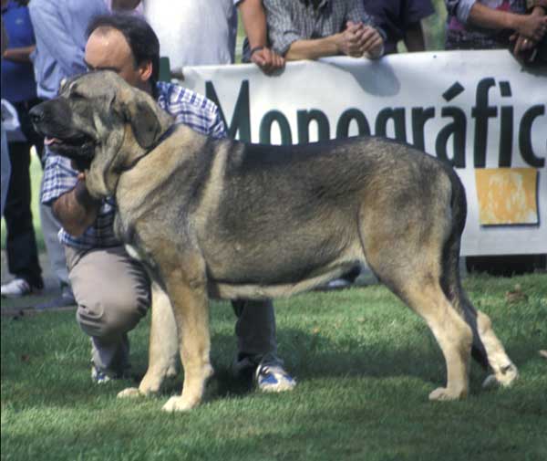 Oda de Valdejera - Young Class Females - AEPME Monográfica, Valencia de Don Juan, León, 18.09.2004
(Ch. Cañon de Fuente Mimbre x Selva)
Breeder & owner: Eduardo Sierra  
 

Keywords: 2004 valdejera