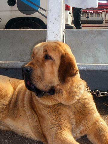 Oliveros de Laciana - Young Class Males: 1º - National & International Show, Torrelavega, Cantabria - 18-19.03.2006 
Owner: Jose Luis Fernández 
Keywords: 2006 laciana