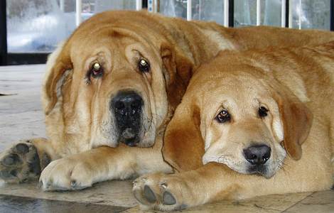 Druso de la Aljabara & his daughter Historia Tornado Erben - Winner photo February 2006
Keywords: tornado 2006