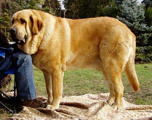 Donatello Beark Cerny Levhart - EXC.1, National Winner, Open Class Males, Natinal show Olomouc, Czech Rep. (13.01.2007)
Keywords: 2007