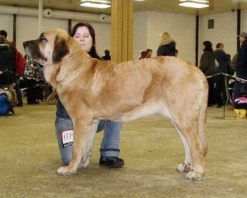 Elita z Kraje Sokolu - EXC.1, CAC, Champion Class Females, Natinal show Olomouc, Czech Rep. (13.01.2007)
Keywords: 2007 sokol