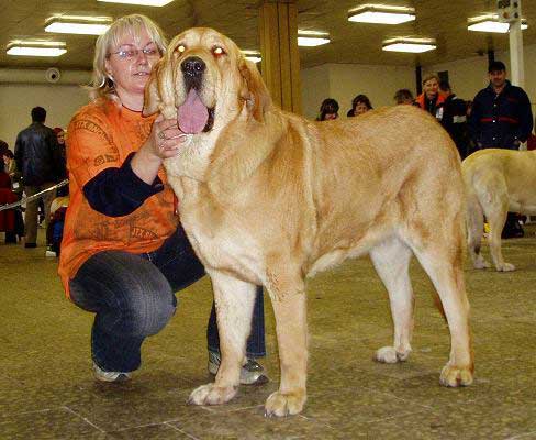 Heidy Tornado Erben - EXC.2, res.CAC, Intermediate Class Females, National show Olomouc, Czech Rep. (13.01.2007)
Keywords: 2007 tornado