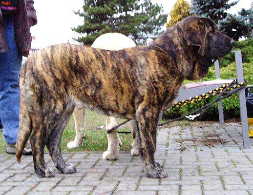 Hessi Mastibe - VP 1, Puppy Class Females, National show Olomouc, Czech Rep. (13.01.2007)
(Druso de la Aljabara x Connie Mastibe)
Born: 03.07.2006

Keywords: 2007 mastibe