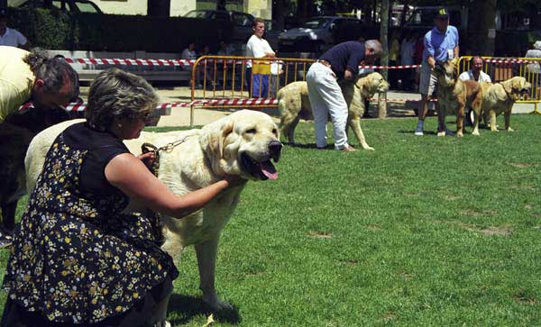 Open Class Females - Especial Razas Españolas, El Escorial, Madrid, 19.07.1998 
Keywords: 1998