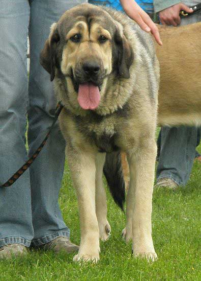 Esperanza Fre-Su - excellent 1, Young winner, Best junior - Young Class Females, International Show Opole, 27.04.2008
(Sanson del Dharmapuri x Lori Fre-Su)
Keywords: 2008 fresu