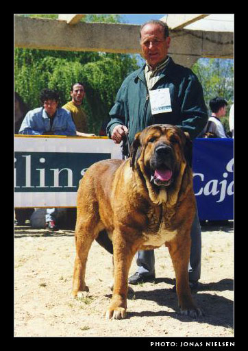 Ordoño de Vega de Albares - Open Class Males, Exc. 8 - Monográfica AEPME 1999
(Ch. Sancho de Vega de Albares x Ronda de Vega de Albares)
Born: 06-10-1996
Breeder & owner: Perfecto Alvarez

Photo: Jonas Nielsen - © Copyright. 
Keywords: 1999