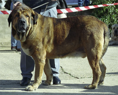 Ordoño de Vega de Albares - Mansilla de las Mulas, León, 08.11.1999
(Ch. Sancho de Vega de Albares x Ronda de Vega de Albares) 
Owner: Perfecto Alvarez


 

Keywords: 1999 albares