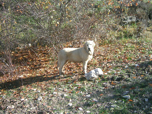 Siena de Trashumancia - October 2005
(Americano de Trashumancia x Amapola de Trashumancia) 
Born: 12.04. 2004

 

Keywords: trashumancia