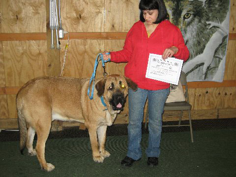 Pacino (Pacha de Montes del Pardo) - receiving his certificate for passing Basic Obedience Class 
(Toro de Montes del Pardo X Isis de Montes del Pardo)   
Born: 15.03.2007
Keywords: norma pacino tatyana deniro brando