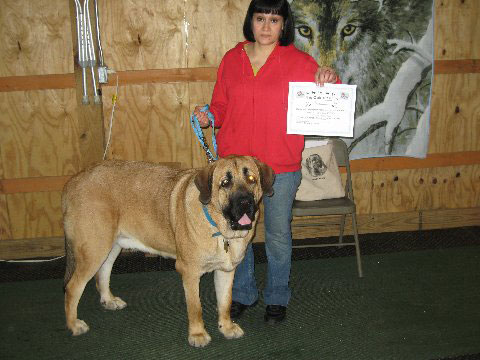 Pacino (Pacha de Montes del Pardo) - receiving his certificate for passing Basic Obedience Class 
(Toro de Montes del Pardo X Isis de Montes del Pardo)   
Born: 15.03.2007
Keywords: norma pacino tatyana deniro brando