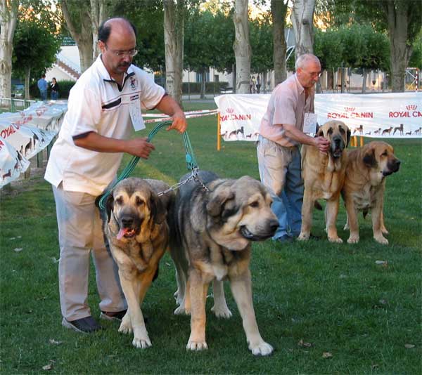 Fuentemimbre & Autocan - Pair Class - Clase de Parejas - AEPME Monográfica, Valencia de Don Juan, León, 18.09.2004
Mariona de Fuentemimbre (Ch. Ulises de Ablanera x Laia de Trashumancia) Breeder: Mariano Santos, owner: Francisco Torrijos
Moroco de Fuentemimbre (Ch. Ulises de Ablanera x Ch. Margarita de Trashumancia) Breeder: Mariano Santos, owner: Francisco Torrijos

Ch. Ron de Autocan (León de Autocan x Berta de Autocan) Breeder & owner: Isidro García 
Palma de Autocan (Duque de Autocan x Duquesa de Autocan) Breeder & owner: Isidro 
Keywords: 2004