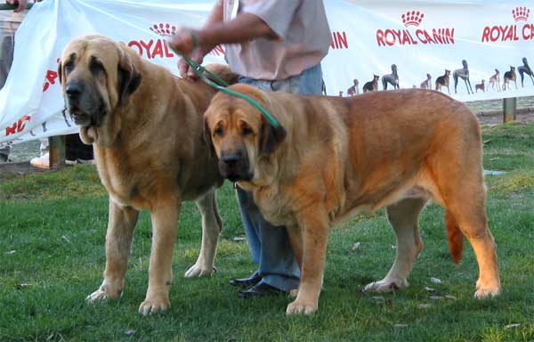 1º Ch. Ron & Palma de Autocan - Pair Class / Clase de Parejas - AEPME Monográfica, Valencia de Don Juan, León, 18.09.2004
Ch. Ron de Autocan (León de Autocan x Berta de Autocan) 
Palma de Autocan (Duque de Autocan x Duquesa de Autocan) 
Breeder & owner: Isidro García  

Keywords: 2004 autocan