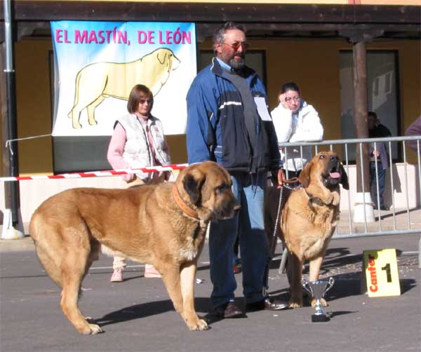 1º Mastines from Vicheriza - Clase Pareja - Mansilla de las Mulas, Leon, 07.11. 2004
Owner Cándido Rodriguez  

Keywords: 2004 vicheriza