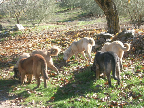 Mastines from Tierra Alta - October 2005
