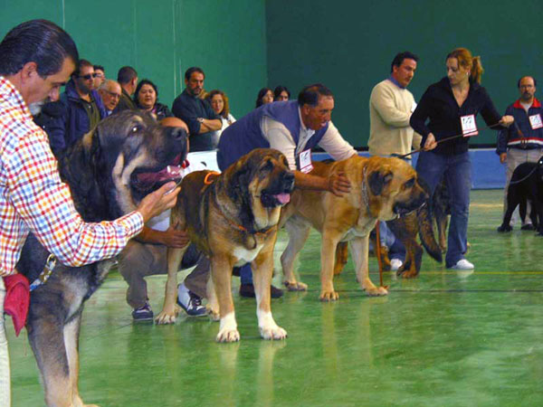 Pavón, Exc. 1 - Osito de los Cuatro Elementos, Exc. 2 - León de Cueto Negro, Exc. 5 - Open Class Males - XXV Monográfica AEPME Agoncillo, La Rioja, Spain - 30.10.2005
Pavón: (Tizón de Fuente Mimbre x Seda de Cueto Negro) - Born: 27.11.2003 - Breeder: Ramón Sampedro, owner: Francisco Díaz Cueva
Osito: (Ch. Tango de la Corredera x Linda de Autocan) - Born: 20.12.2002 - Breeder & owner: Juan Carlos López Gonzales
León: (Sultán x Imán de Cueto Negro) - Born: 15.12.2002 - Breeder & owner: Agustín Fernánd
Keywords: 2005