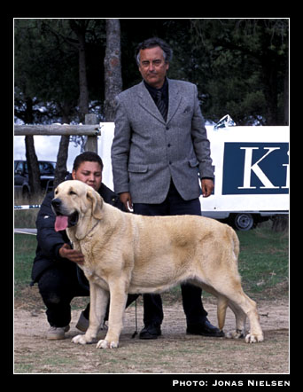 Petra de Ablanera - Open Class Females, Exc. 1ª, CAC, Best in Show - XXI Monográfica AEPME 2001
(Nelson de Ablanera x Ch. Perla de Ablanera)
Born: 16-11-1998
Breeder: Angel Fernández
Owner: Luis Esquiró Bolaños


Keywords: 2001 trashumancia