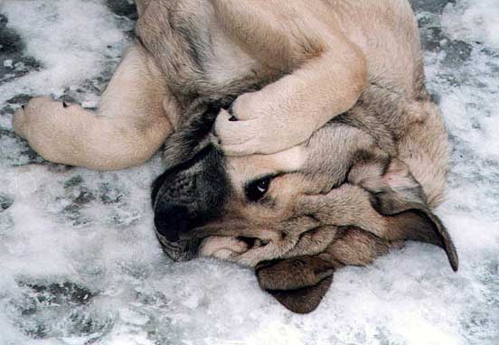 Mastín from kennel Mastibe
Keywords: mastibe snow nieve