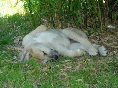 Sultan
(Ordoño x Princesa de la Vega de Albares)
 

Keywords: puppyczech puppy cachorro sokolu