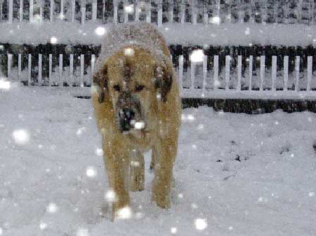 Sultan from z Kraje Sokolu
Keywords: sokolu snow nieve