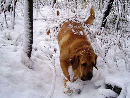 Mastín from Z Kraje Sokolu
Keywords: sokolu snow nieve