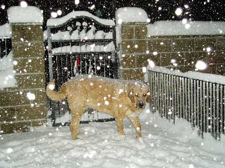 Baknaid z Kraje Sokolu
Keywords: sokolu snow nieve